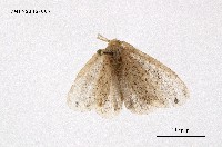 藏品(褐黃毒蛾)的圖片